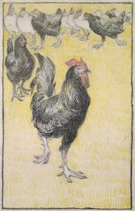 Cockerel, followed by black and white Hens
