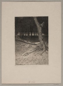 Forest Interior. Evening