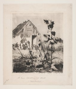 Sunflowers by the House