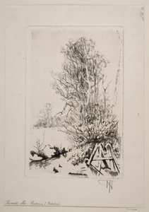 Trees by a Brook