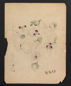 Design Drawing, c.1893 by Tiffany & Company