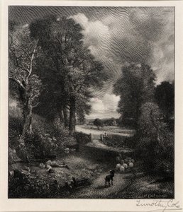 Cornfield by Timothy Cole