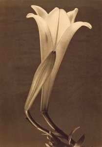 Lily by Tina Modotti