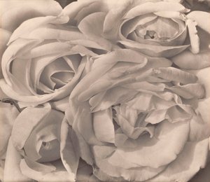Roses, Mexico by Tina Modotti