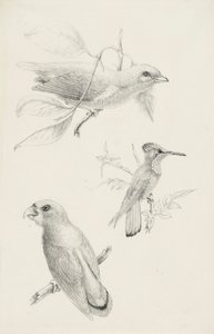 Three Birds