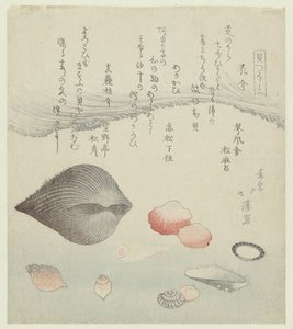 Flower Shell, Red Shell, and Pure Red Shell (A Series of Shells) by Totoya Hokkei