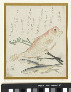 Three Fish and Eagle Fern