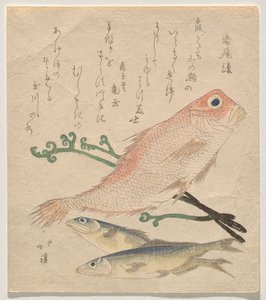 Pink Sea Bream and Two Small Trout
