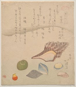 Seven Shells at the Edge of the Sea, from the series Shells Compendium (Kaizukushi) by Totoya Hokkei
