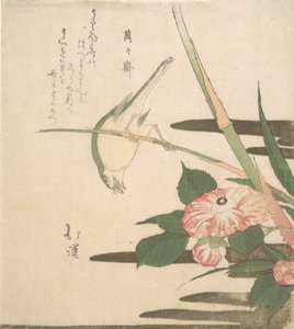Warbler and Camellia