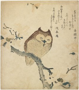 Owl, early 19th century by Toyota Hokkei