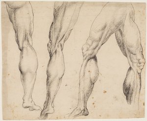 Leg. Anatomical Studies by Ubekendt