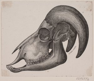 Animal Skull with Horns