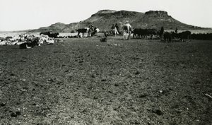 View of Archaeological Area of Naqa, with Dromedaries and Cattle, Sudan by Ugo Monneret de Villard
