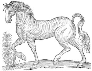 A Complete Volume on Solid-Hoofed Quadrupeds
