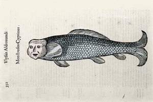 Fish representation Nicolas Plate illustrated with a manuscript of Natural History by Ulisse Aldrovandi (1522-1605), Ulisse Aldrovandi fonds, University Library of Bologna, ed. 1603