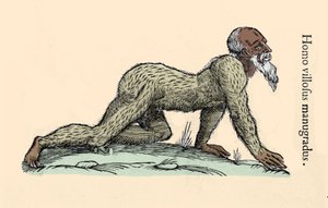 Monster Creature: a hairy man walking on all fours. Plate after Ulisse Aldrovandi (1522-1605), Monstrorum Historiae, Bologna 1642