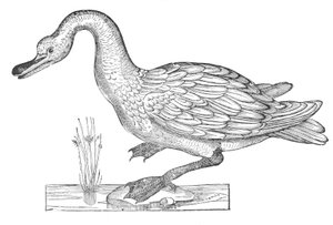 Ornithology, or the History of Birds, Book XII