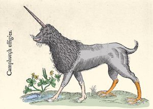Representation of a camphurch, monster of the Molucca Islands Engraving by Ulisse Aldrovandi, Monstrorum Historiae, Bologna 1642