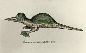 Representation of a marine dragon. Plate of a Natural History manuscript by Ulisse Aldrovandi (1522-1605) on monsters