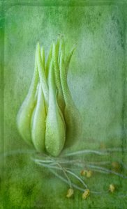 Delicate Green Bud by Ulrike Eisenmann