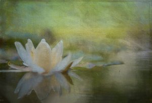Serene Water Lily by Ulrike Eisenmann