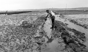 Ostreicular in Vendee Oyster August 1974