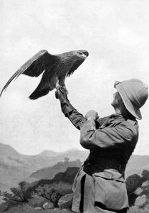 A British officer with a tamed golden eagle, Salonika, Greece, First World War