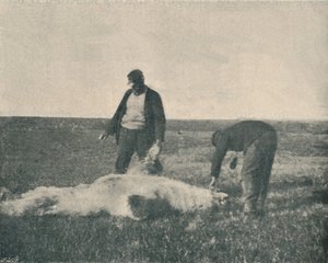 A Dead Bear on Reindeer Island, August 21st, 1893
