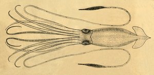 A Diagram of the Giant Squid by Unbekannt