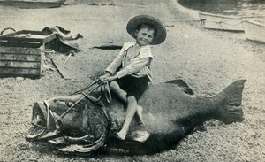 A Fishy Steed! - A Black Sea-Bass - Weight 363 Pounds by Unbekannt
