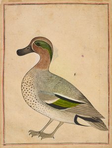 A Green-winged Teal by Unbekannt