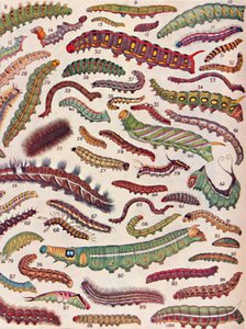 A Hundred Different Kinds of Caterpillars of Butterflies and Moths by Unbekannt