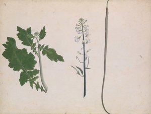 A Radish Plant, Seed, and Flower by Unbekannt