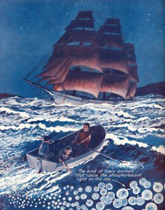 A Sea Illuminated By Living Nightlights, 1935