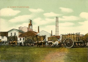 A Sugar Plantation, Cuba