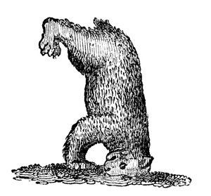 A Bear Standing on His Head by Unbekannt