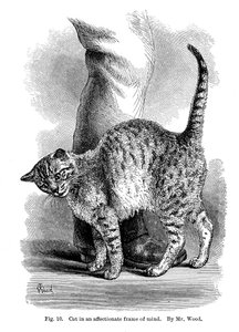 A Cat in Affectionate Frame of Mind, from The Expression and Emotions in Man and Animals