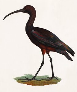 A Colour Illustration of a Long Beaked Bird by Unbekannt