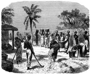 A Cotton Plantation, c1880