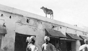 A Cow on the Roof of a Building, Nowshera, India