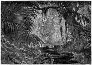 A Forest Scene in Peru by Unbekannt