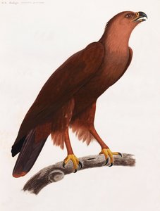 A Full Page Colour Illustration of a Brown Bird on a Branch