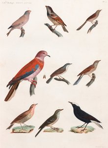 Series of Birds (color illustrations) by Unbekannt