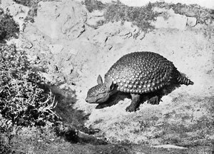 A Glyptodon, 20th Century by Unbekannt
