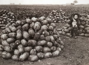 A little girl with piles of harvested turnips, near Landskrona, Sweden, 1910