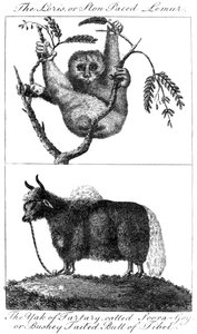 A loris and a yak, 1799