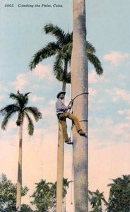 A Man Climbing a Palm Tree, Cuba, 1911