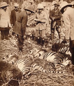 A Royal Bag of Tigers