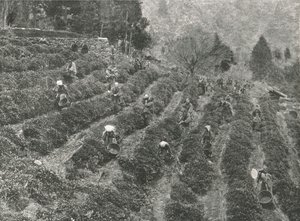 A Tea Plantation Outside the Town, Kobe, Japan by Unbekannt
